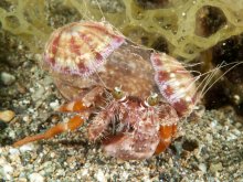 Dardanus pedunculatus