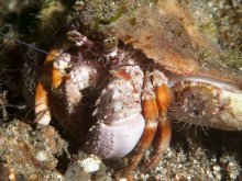 Dardanus pedunculatus