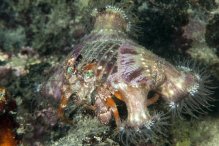 Dardanus pedunculatus