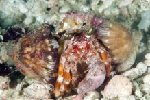 Dardanus pedunculatus