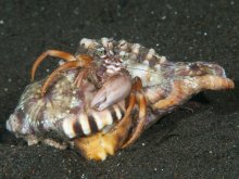 Dardanus pedunculatus