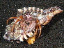 Dardanus pedunculatus