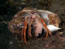 Dardanus pedunculatus