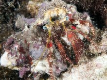 Dardanus sanguinocarpus