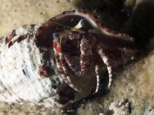 Dardanus sanguinocarpus