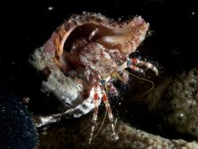 Dardanus sanguinocarpus