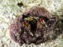 Dardanus sanguinocarpus