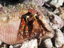 Dardanus sanguinocarpus