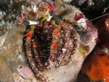 Dardanus sanguinocarpus