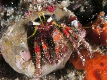 Dardanus sanguinocarpus