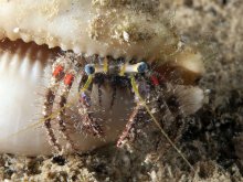 Dardanus sanguinocarpus