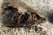 Dardanus sanguinocarpus