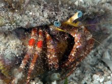 Dardanus sanguinocarpus