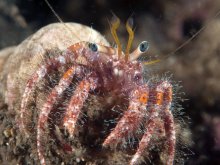 Dardanus sanguinocarpus