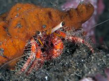 Dardanus sanguinocarpus