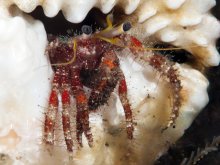 Dardanus sanguinocarpus