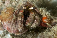 Dardanus sanguinocarpus