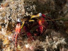 Dardanus sanguinocarpus