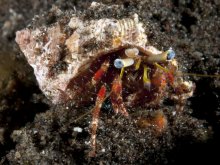 Dardanus sanguinocarpus