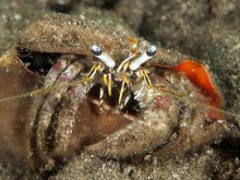 Dardanus scutellatus