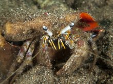 Dardanus scutellatus