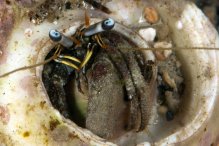 Dardanus scutellatus