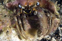 Dardanus scutellatus