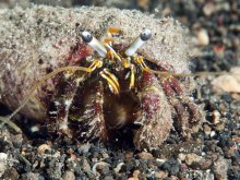 Dardanus scutellatus