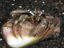 Dardanus scutellatus