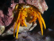 Pseudopaguristes kuekenthali