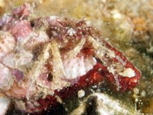 Micropagurus polynesiensis