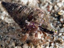 Nematopagurus gardineri