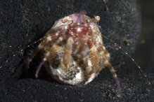 Nematopagurus gardineri