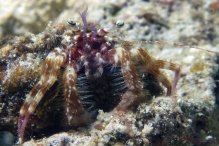 Nematopagurus gardineri