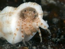 Pagurixus dissimilis