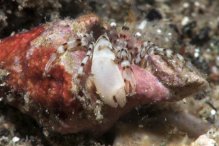 Pagurixus dissimilis