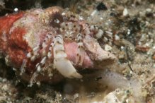 Pagurixus dissimilis