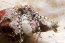 Pagurixus dissimilis