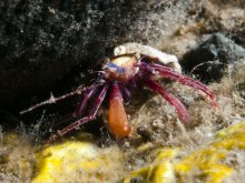 Pagurixus purpureus