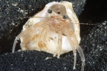 Pagurixus rubrovittatus