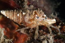 Pagurixus rubrovittatus