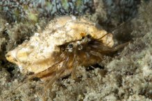 Pagurixus rubrovittatus