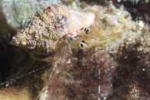 Pagurixus rubrovittatus