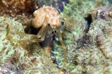 Pagurixus rubrovittatus