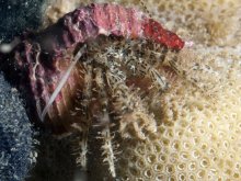 Pagurus decimbranchiae