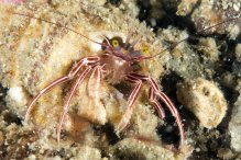 Pylopaguropsis fimbriata