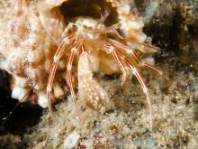 Pylopaguropsis fimbriata