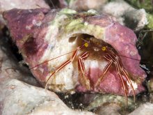 Pylopaguropsis fimbriata