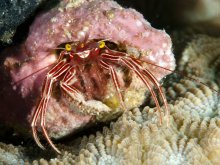 Pylopaguropsis fimbriata