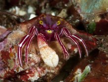 Pylopaguropsis zebra